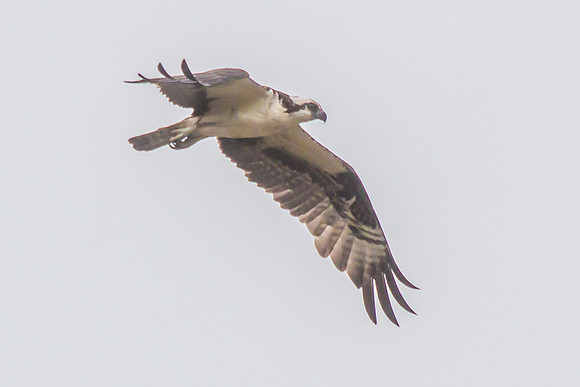 20160501-IMG_0251