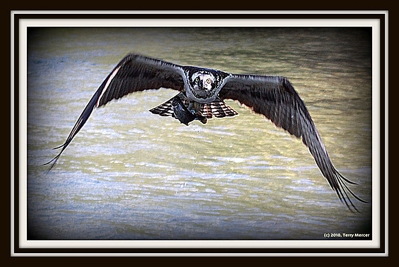 IMG_3012 Osprey with fish still flopping head on!
