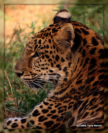 Leopard - IMG_9259