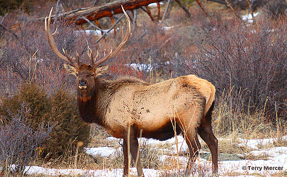 IMG_8218 - Wild Bull Elk in the Rocky Mountains - wide screen crop