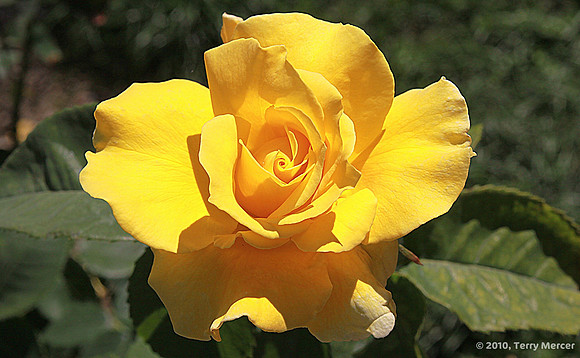 IMG_0569 - Yellow Rose (Wide Screen)