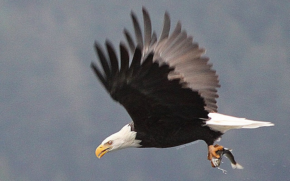 Eagle IN FLIGHT - with Fish - IMG_2642
