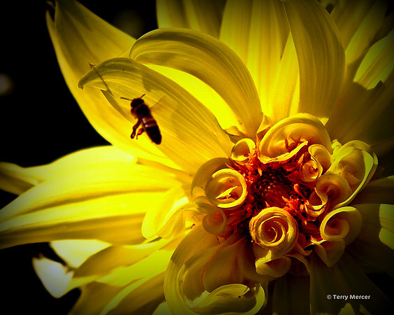 IMG_2134 - Bright Yellow Daliha at sunset with bee flying by...
