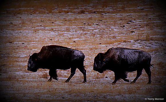 IMG_8372 - Wild Buffalo walking in 6 degree weather outside Laramie Wyoming