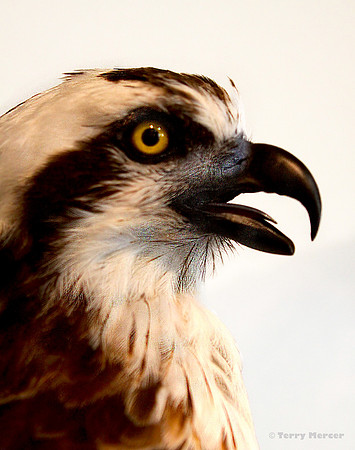 IMG_7861-PS - Osprey