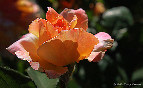 IMG_0579 - Rose Opening (Wide Screen)