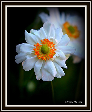 IMG_2188 White Pettled bloosom, close up & framed