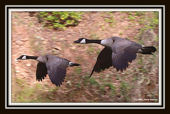 IMG_4639 - Canandian Geese IN FLIGHT (eye level - less than 20ft away)