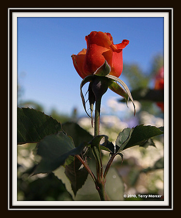 IMG_0598 - Red Rose Bud in the sky...