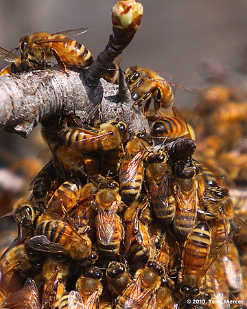 IMG_5964 - Honey Bees Swarming on a tree branch - Spring is HERE!