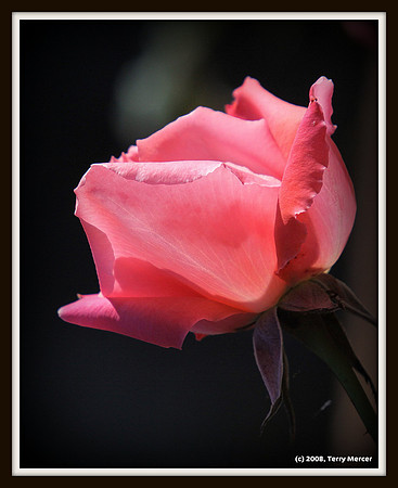 Passionate Pink... Rose - IMG_4191