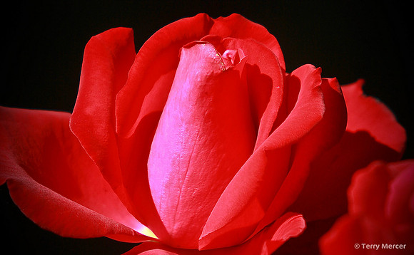 IMG_2169 - Red Rose Bud Opening - Wide Screen Crop