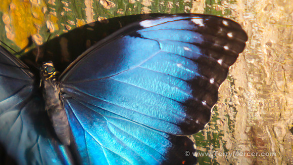 Eyes of a Blue Butterfly... LR-6384