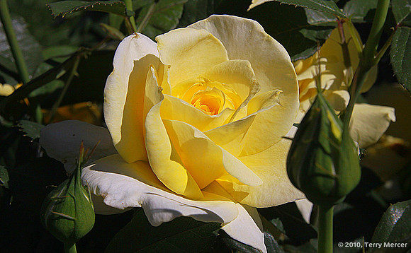 IMG_0577 - Yellow Rose (Widescreen crop)