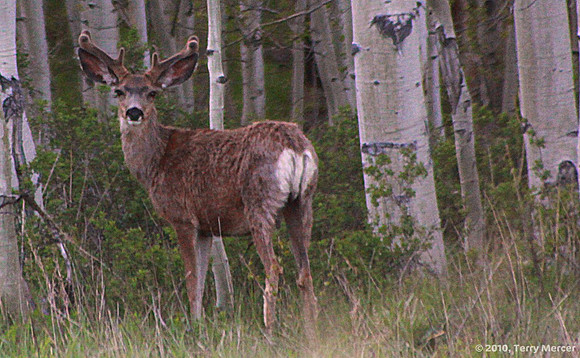 IMG_9023 - Mule Deer Buck in velvet