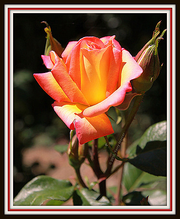 IMG_0454 - Sunrise Rose (Double Framed)