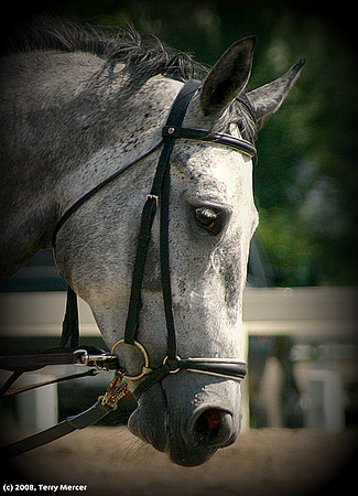 Dressage Horse head - IMG_1631