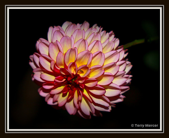 IMG_2146 Pink Varigant Daliah - Closeup Framed