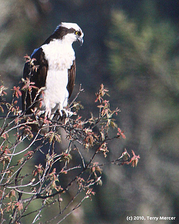 IMG_4191 - Osprey sitting in a tree top (Super Zoom)