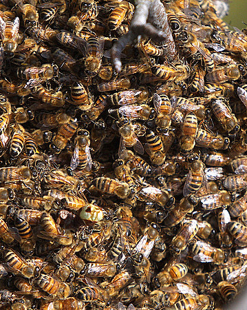 IMG_5952 - Bee Hive - Done