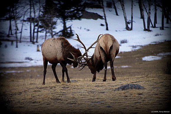 Elk Locked Up Sparring - IMG_8003