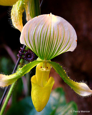 DSCF8357 - Orchid