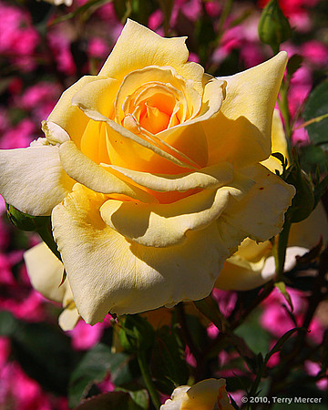 IMG_0561 - Yellow Rose (cropped to 8x10)