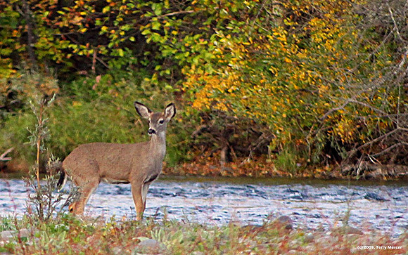 Deer by River - IMG_2944