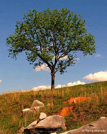 IMG_8339 - Lone Tree on a hill...