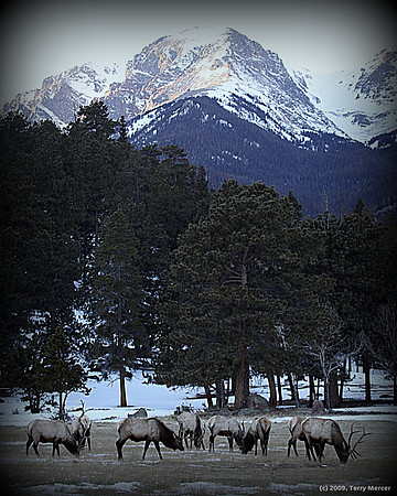 Elk at the Base of the Rocky Mountains - IMG_8085