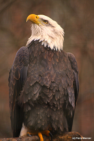 Bald Eagle Perched - IMG_6303