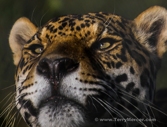 LR-9342 Leopard