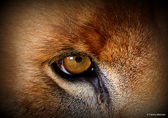 IMG_9374 - I'm reflected in the eye of a big male lion!