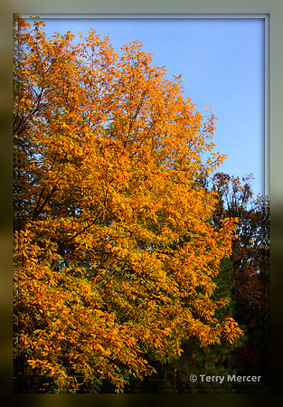 IMG_2905 Fall Colors in S. Oregon