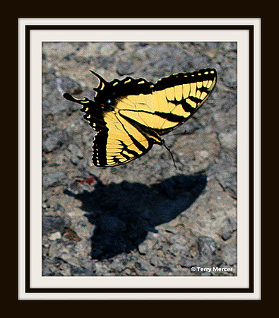 IMG_7758 - Butterfly IN FLIGHT - with fully formed shadow below.