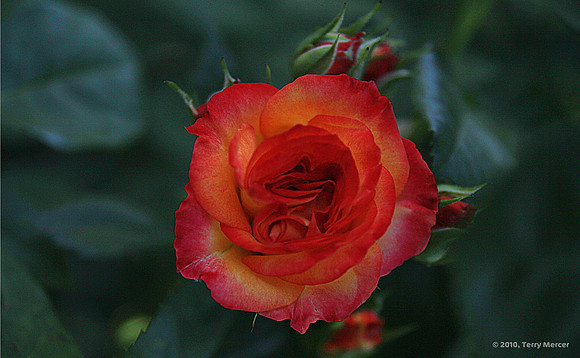 IMG_0490 - Beautiful Rose Opening (widescreen)