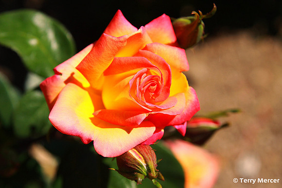 IMG_0455 - Sunburst of yellow, in a sunset of pink to red... Rose Blossom opening... wide screen...