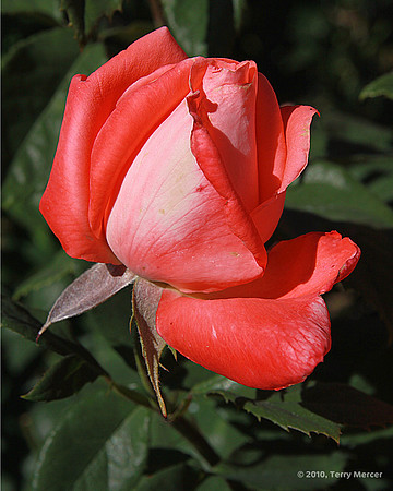 IMG_0572 - Red Rose Bud (Cropped 8x10)