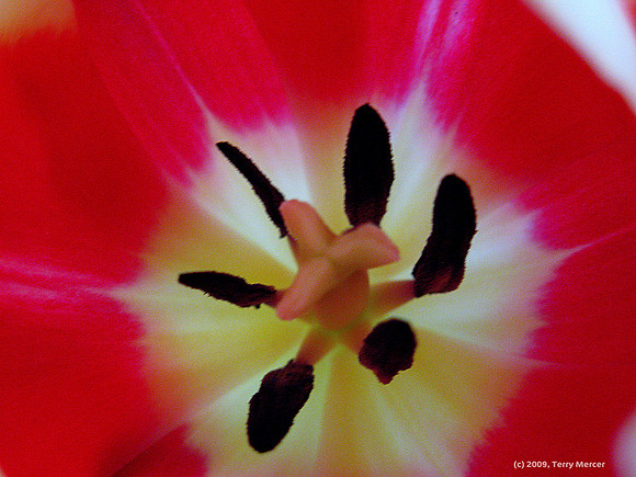 Inside of Tulip - IMG_3535