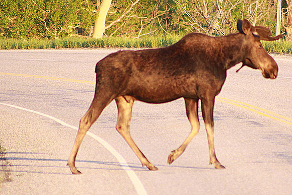 IMG_9069 Bull Moose Crossing the road (moose about 10ft long - nose to tail)