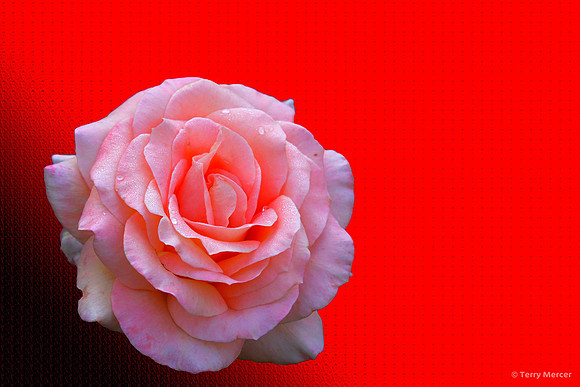 IMG_7458-PS - Pink Rose on back ground