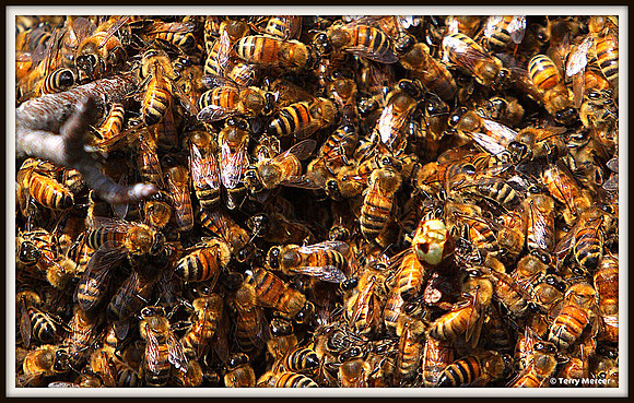 IMG_5952 - Bee Hive Close up... and personal... wide screen