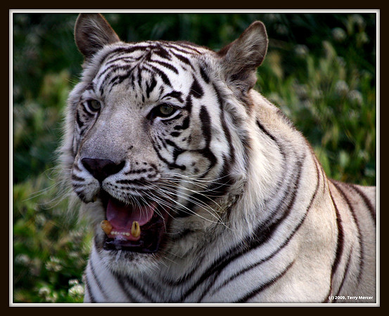 Nice Kitty... White Tiger (Img_9241) 16x20 Solid Framed