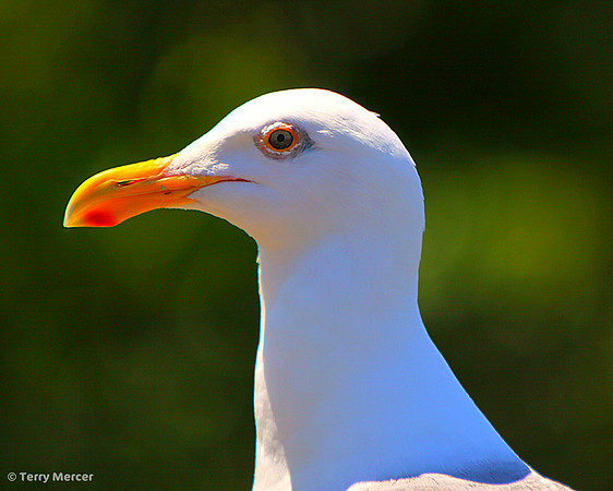 IMG_8292 Sea Gull Head Shot