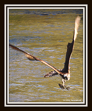 IMG_3008 - 'Check out my fish' says the Osprey