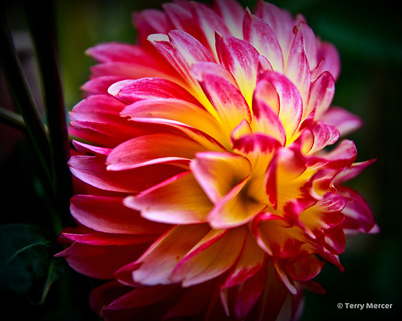 IMG_0292 Dalhia blossom closeup