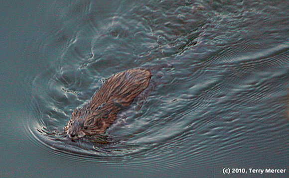 IMG_4378 - Muskrat Building a nest...