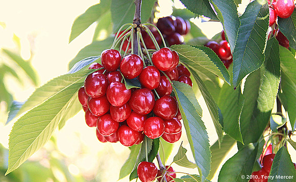 IMG_0617 - Cherries Ready to pick (Wide Screen)