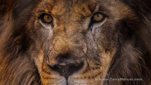 LR-9333 - MALE LION - HEAD SHOT