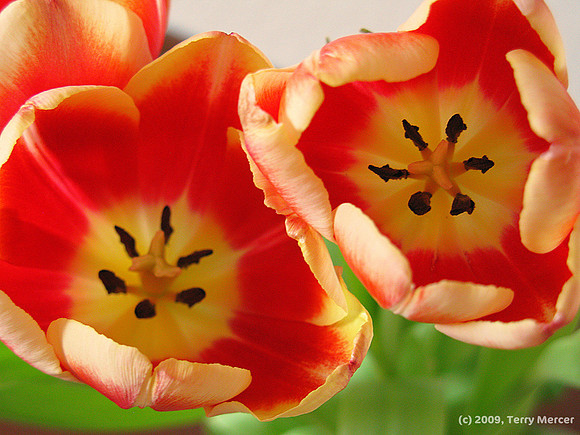 Inside Tulips - IMG_3532